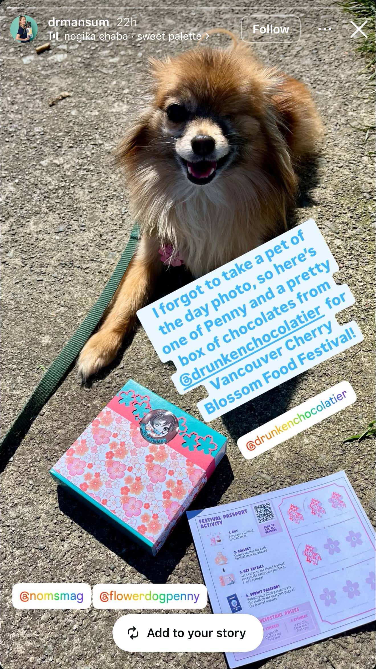 Dog with stamped passport and cherry blossom chocolates