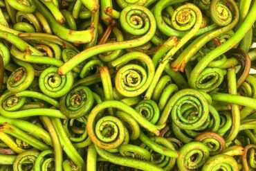 Spring Fiddleheads