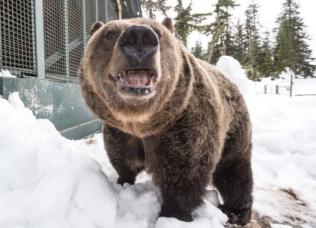  Grouse Mountain Guide wildlife