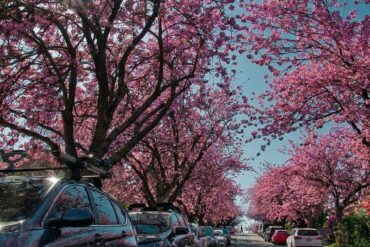 Places to visit around vancouver during spring residental street with sakura flowers
