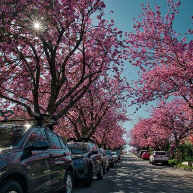 Places to visit around vancouver during spring residental street with sakura flowers