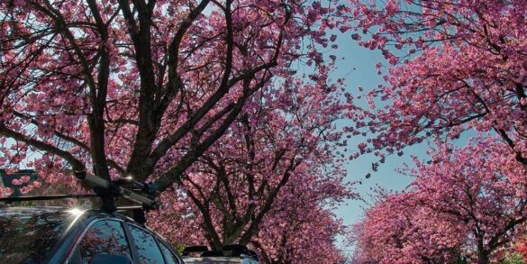 Places to visit around vancouver during spring residental street with sakura flowers