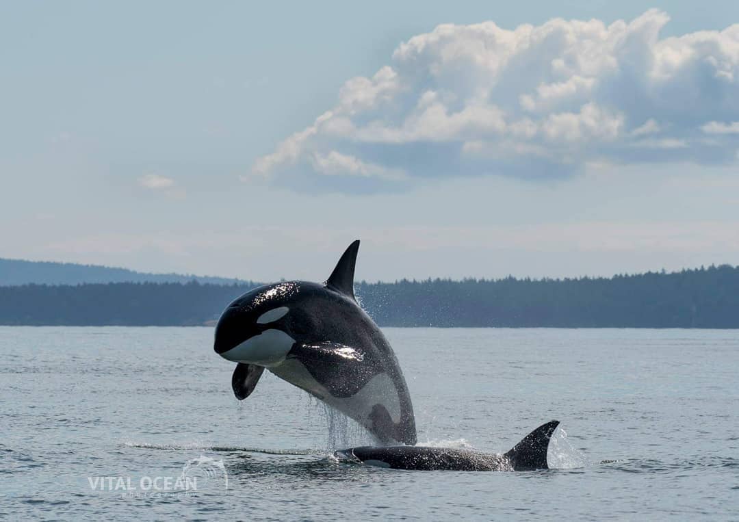 Places to visit around vancouver during spring - whale watching