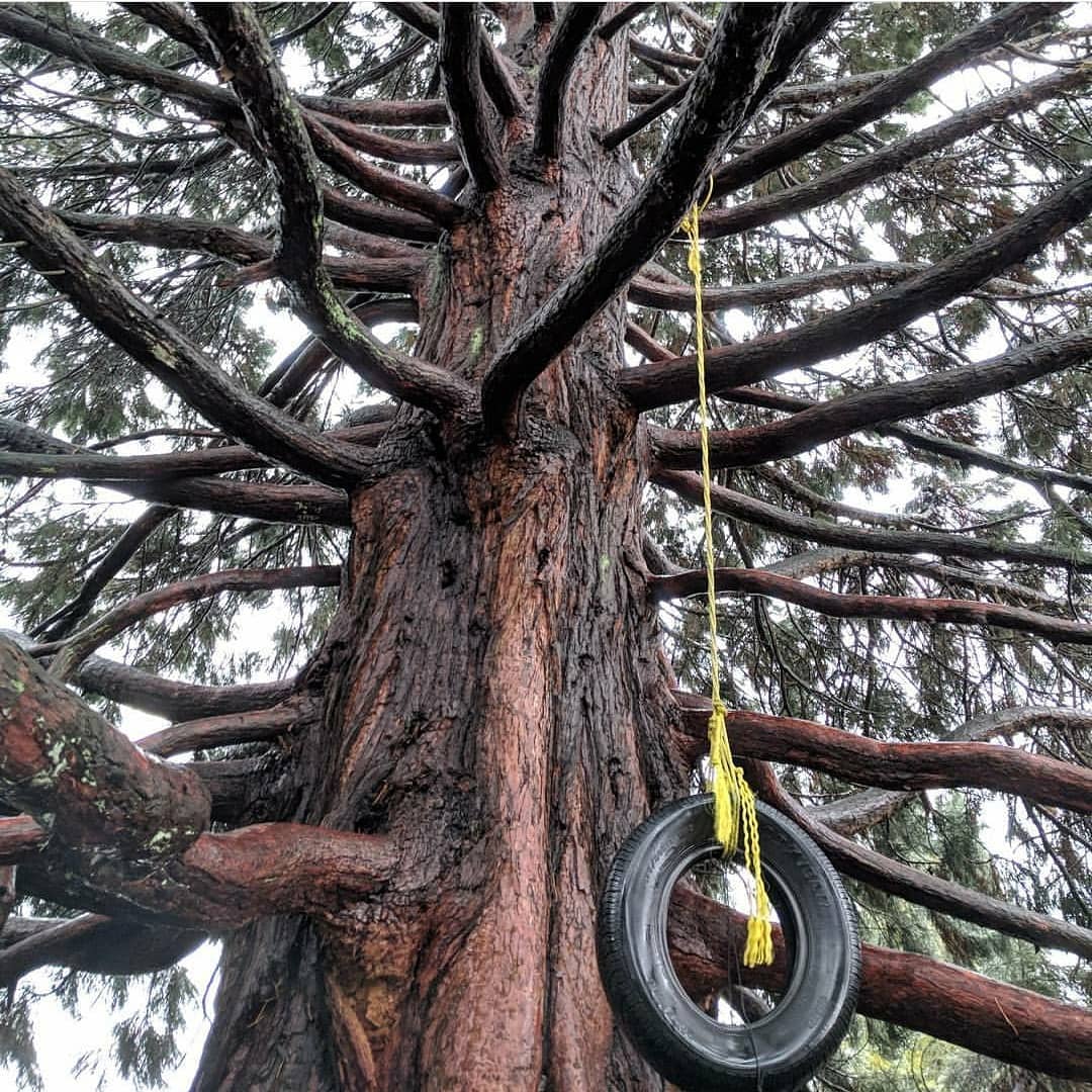 Vancouver hidden gems - cambie climbing tree