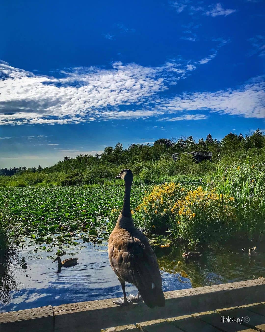 best hikes in vancouver - burnaby lake trail