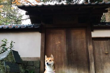 best parks - ubc nitobe garden with dog outside Japanese template