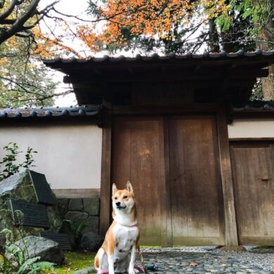 best parks - ubc nitobe garden with dog outside Japanese template