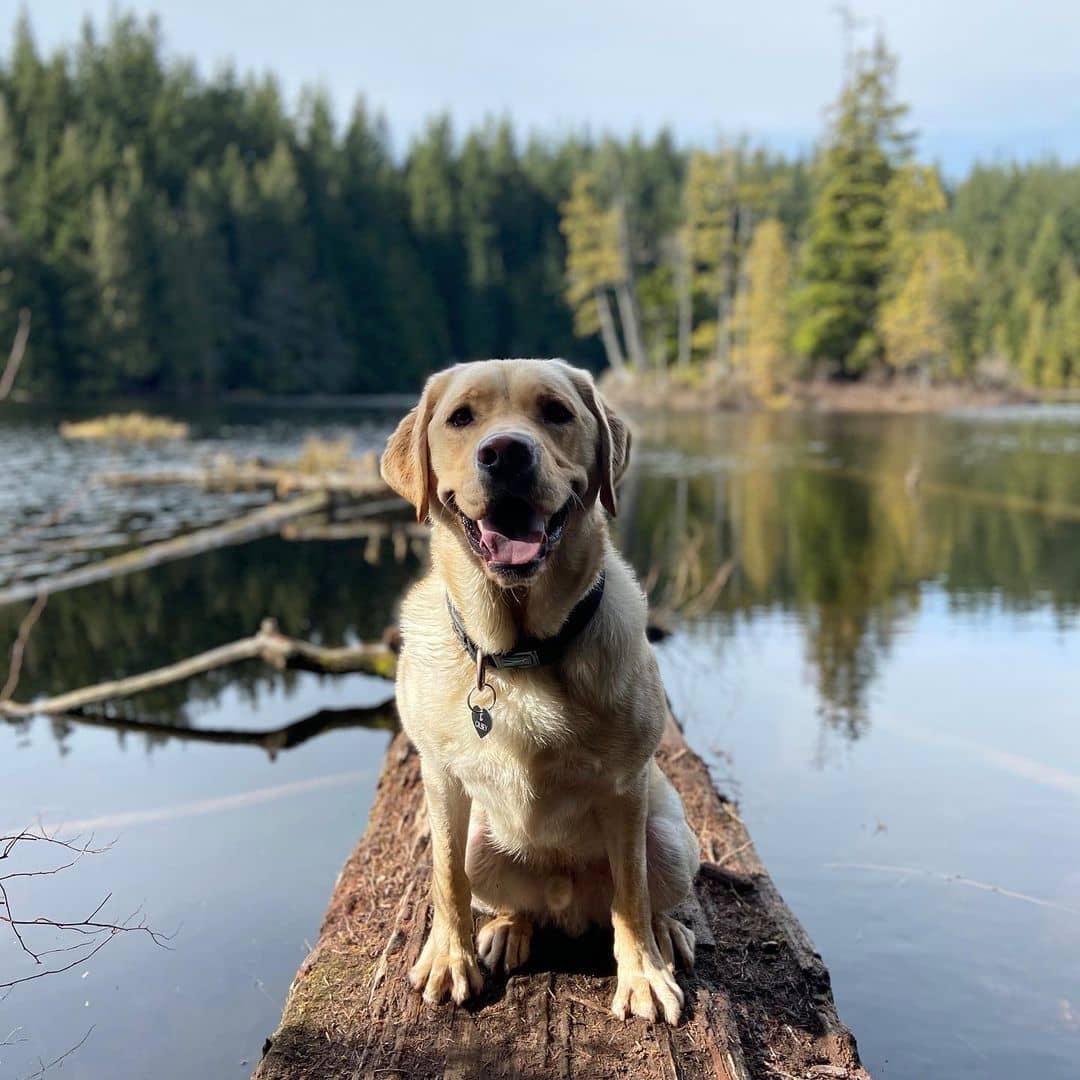 Sea to Sky Highway Guide - Alice Lake with dog on log looking at you