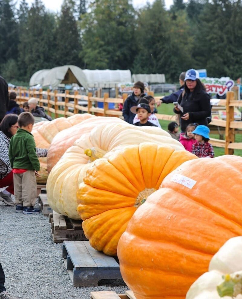 Krause Berry Farms Things to do & see Vancouver Food Blog