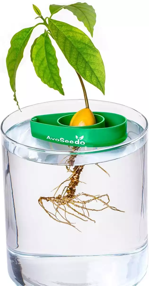 AvoSeedo Bowl Grow Your Own Avocado Tree