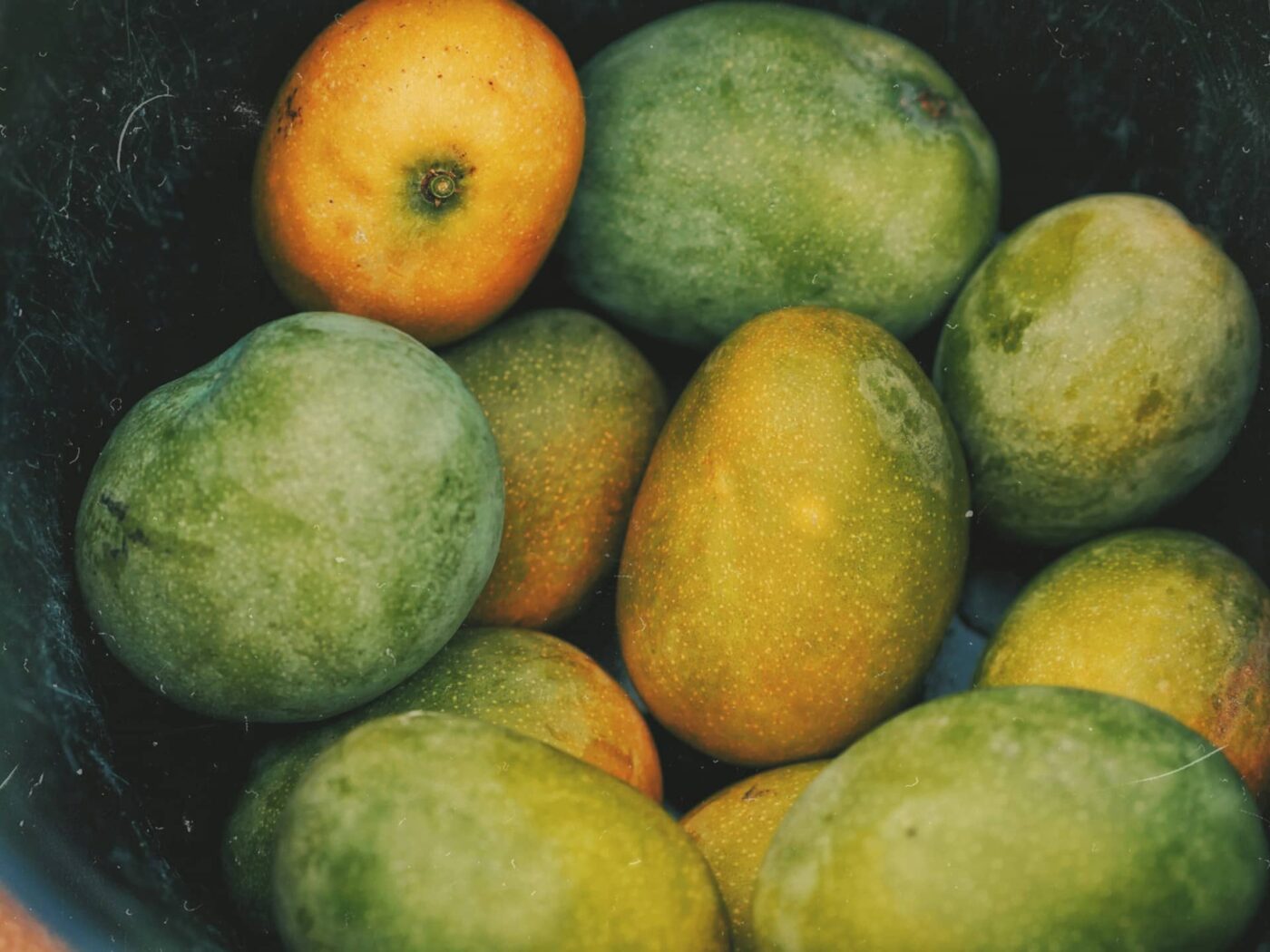 15 Wild Facts About Mangoes That Will Blow Your Mind