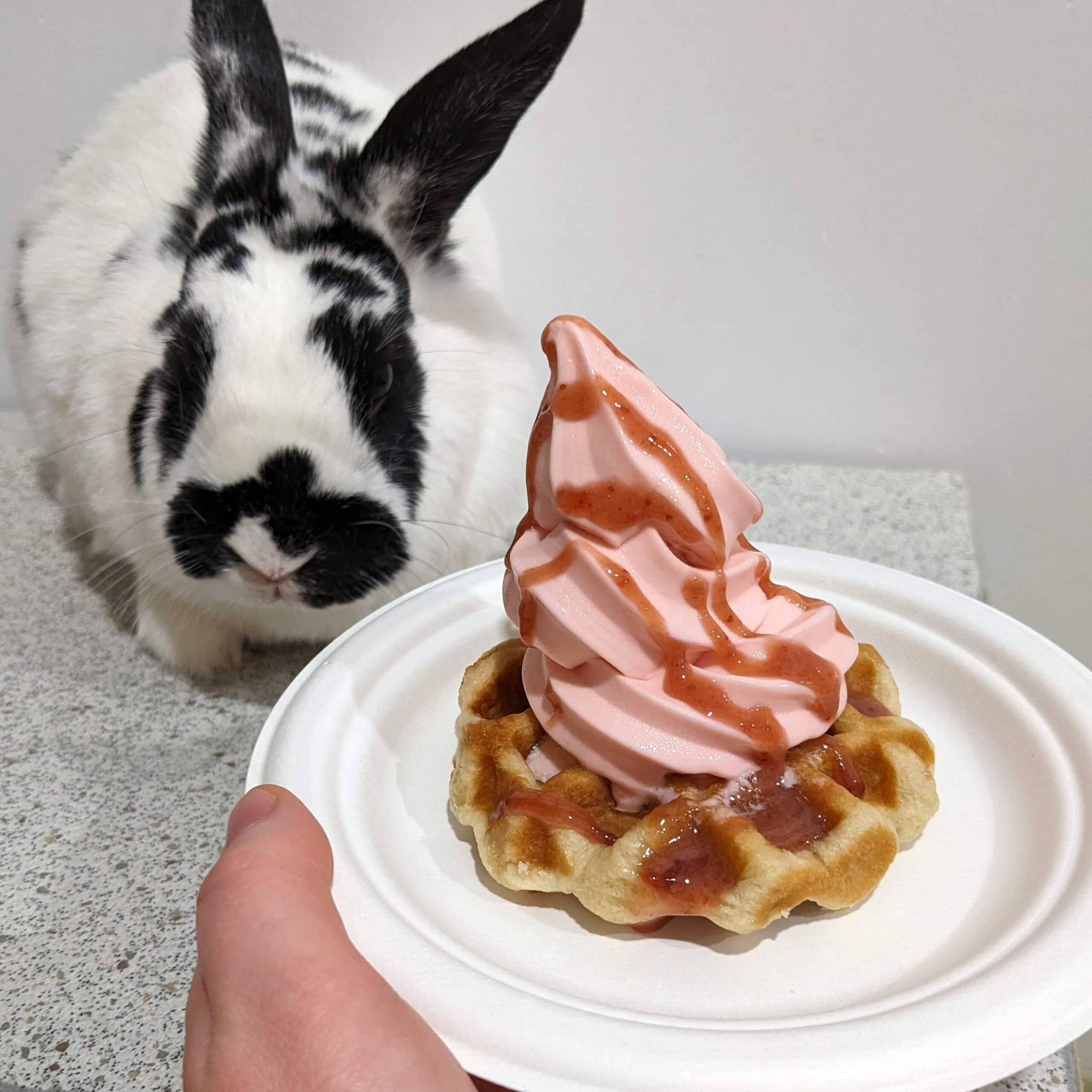 Strawbunny Shortwaffle