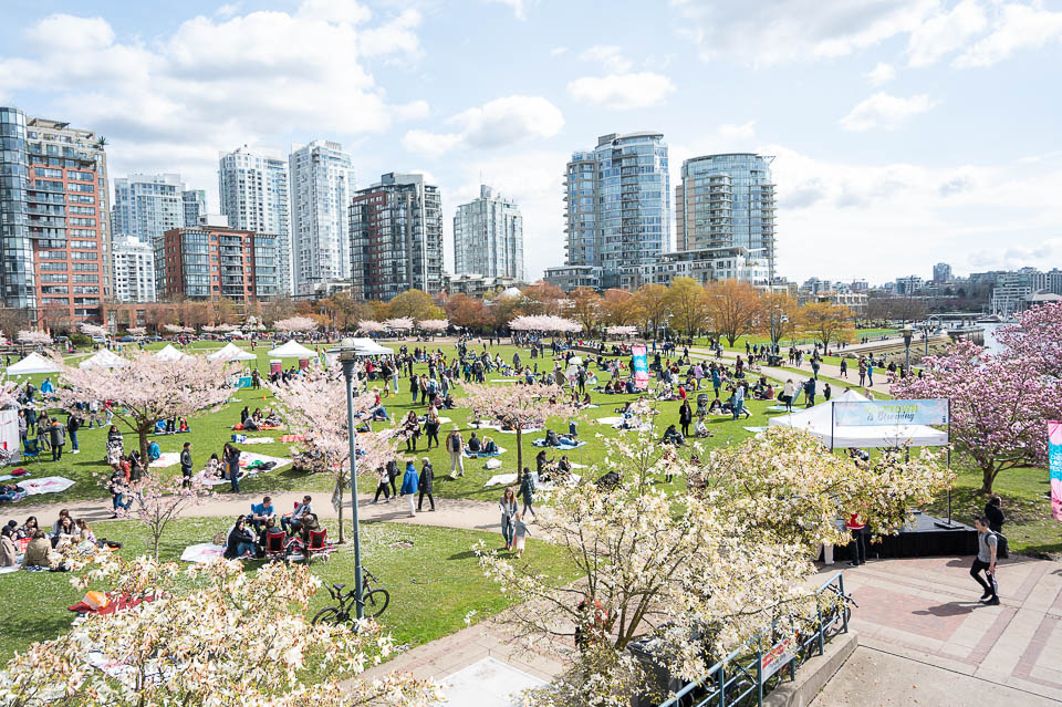 Vancouver Cherry Blossom